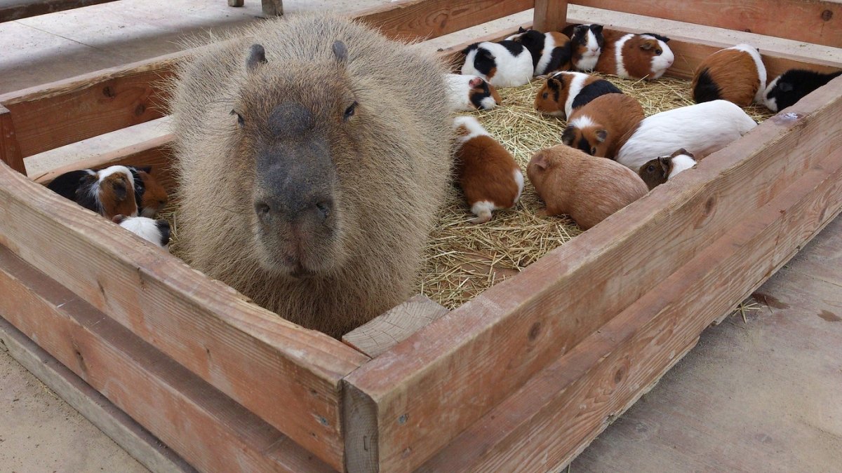 Капибара в коробке