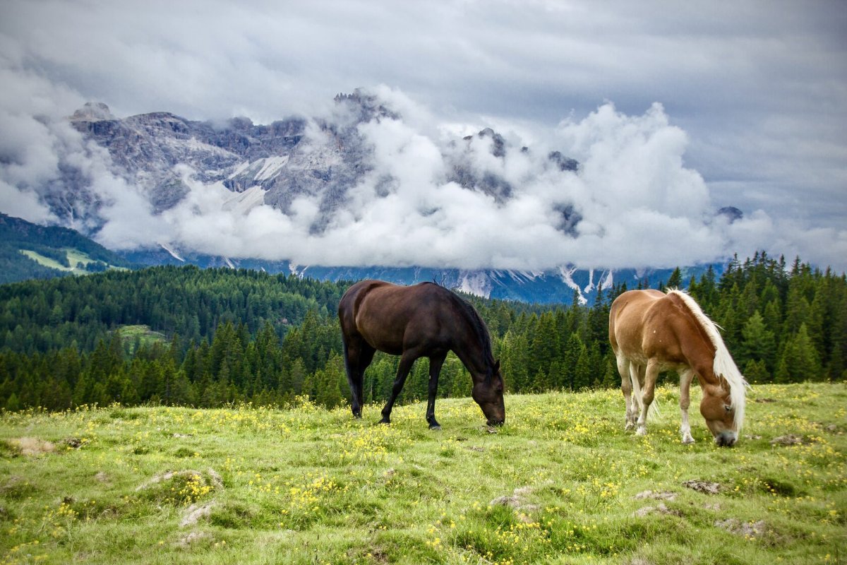 Лошади пасутся в горах
