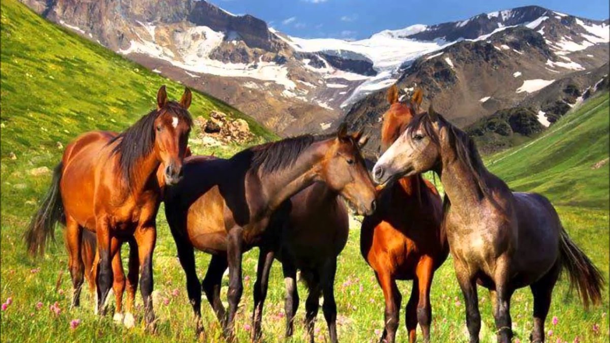 Табун лошадей в горах