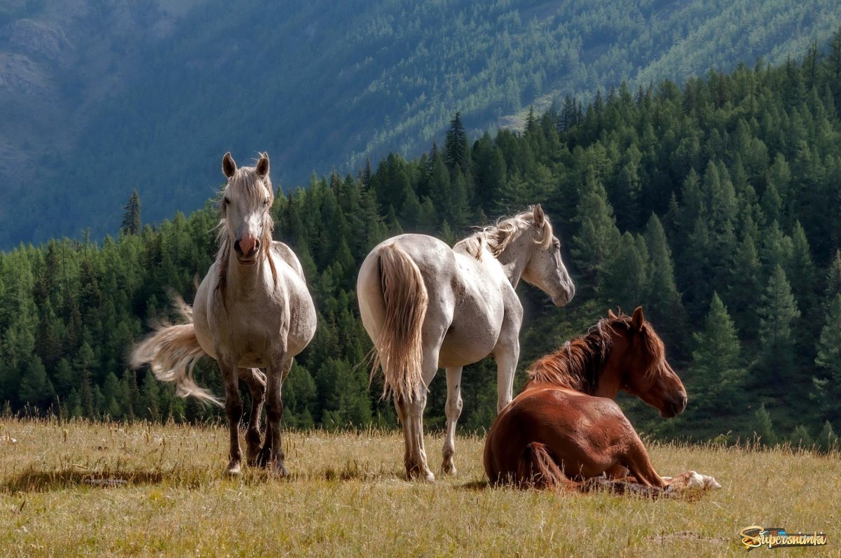 Алтай лошади табун