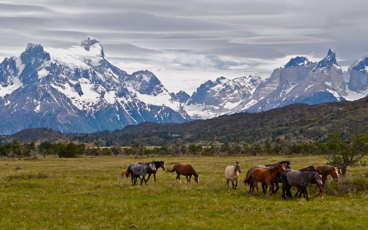 Казахстан пастбище Жайляу горы лошади