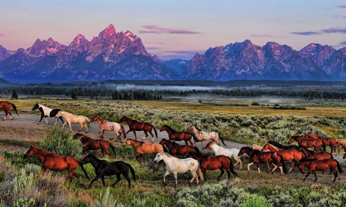 Гранд Тетон национальный парк Вайоминг США лошади