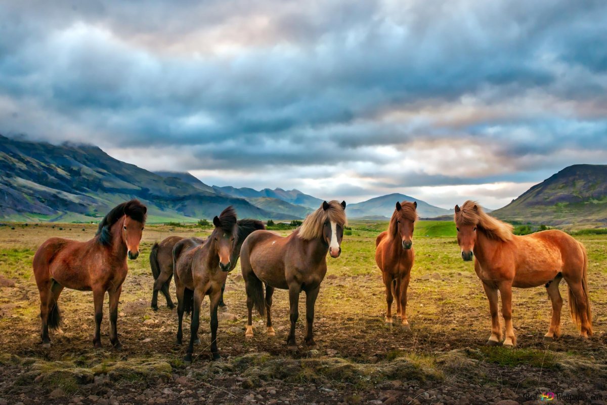 Природа Кыргызстана табун лошадей
