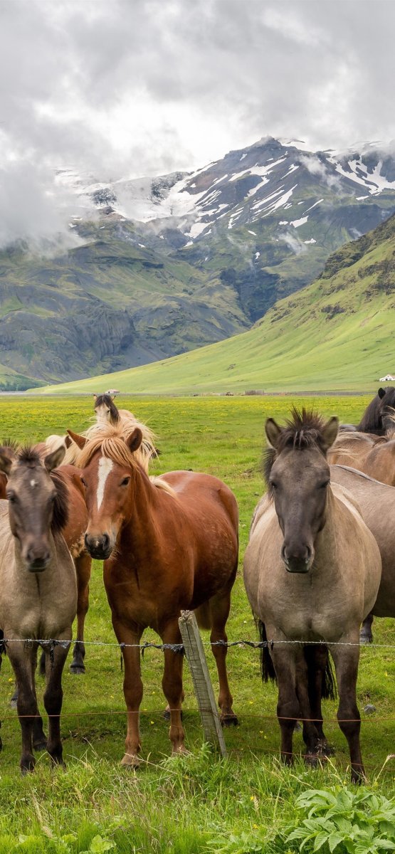 Табун лошадей