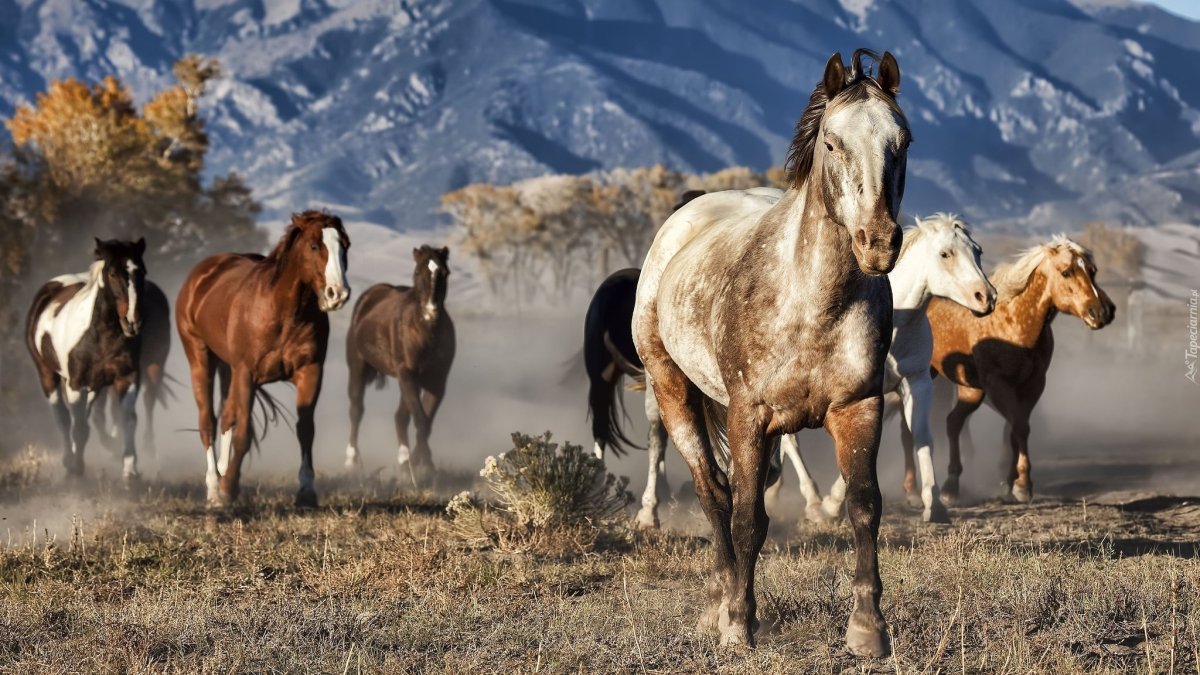 Горы Ингушетии лошади