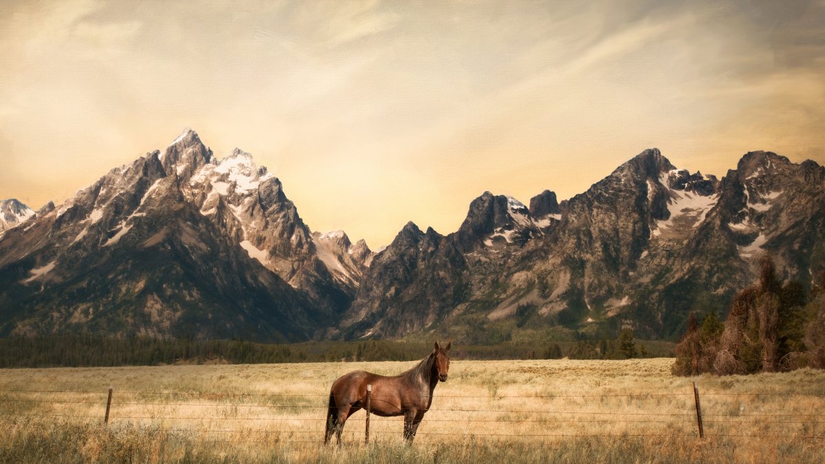 Лошади на фоне гор