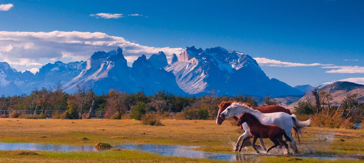 Лошади на фоне гор