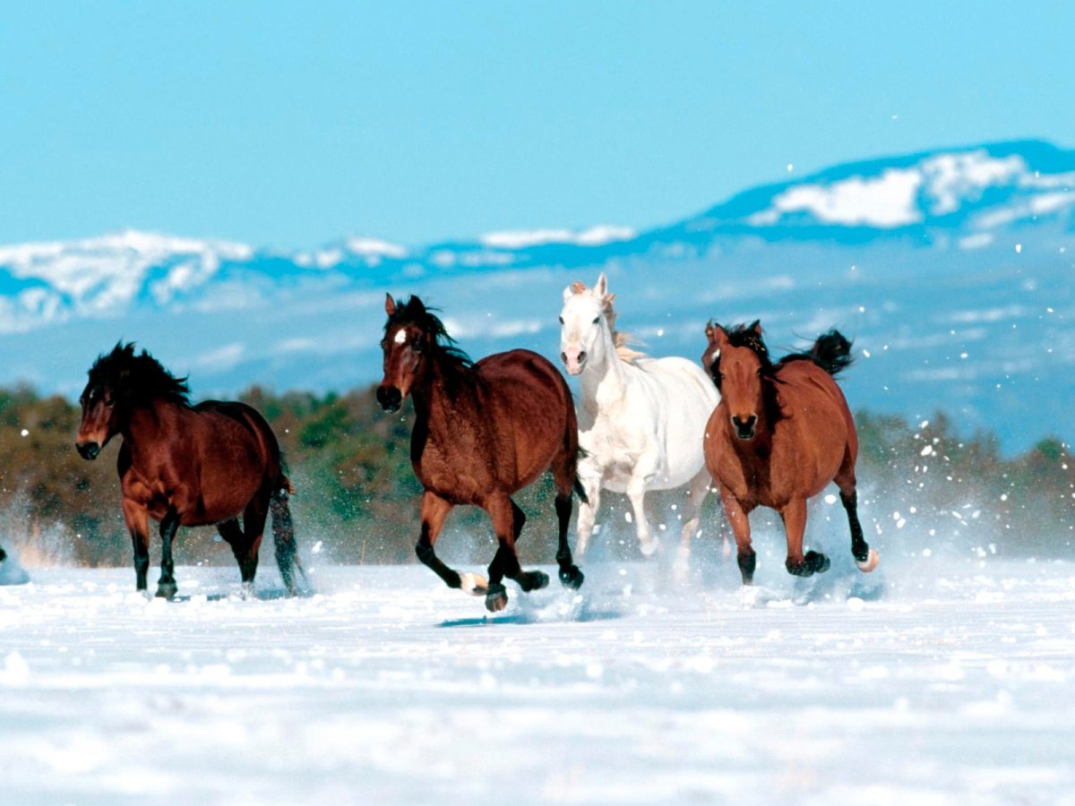 Лошади зимой