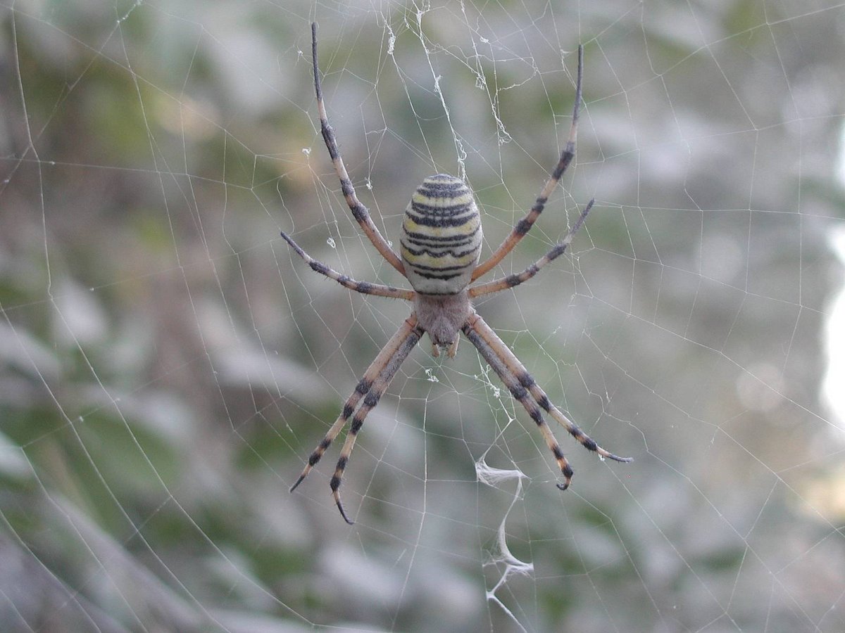 Полосатый паук серо белый