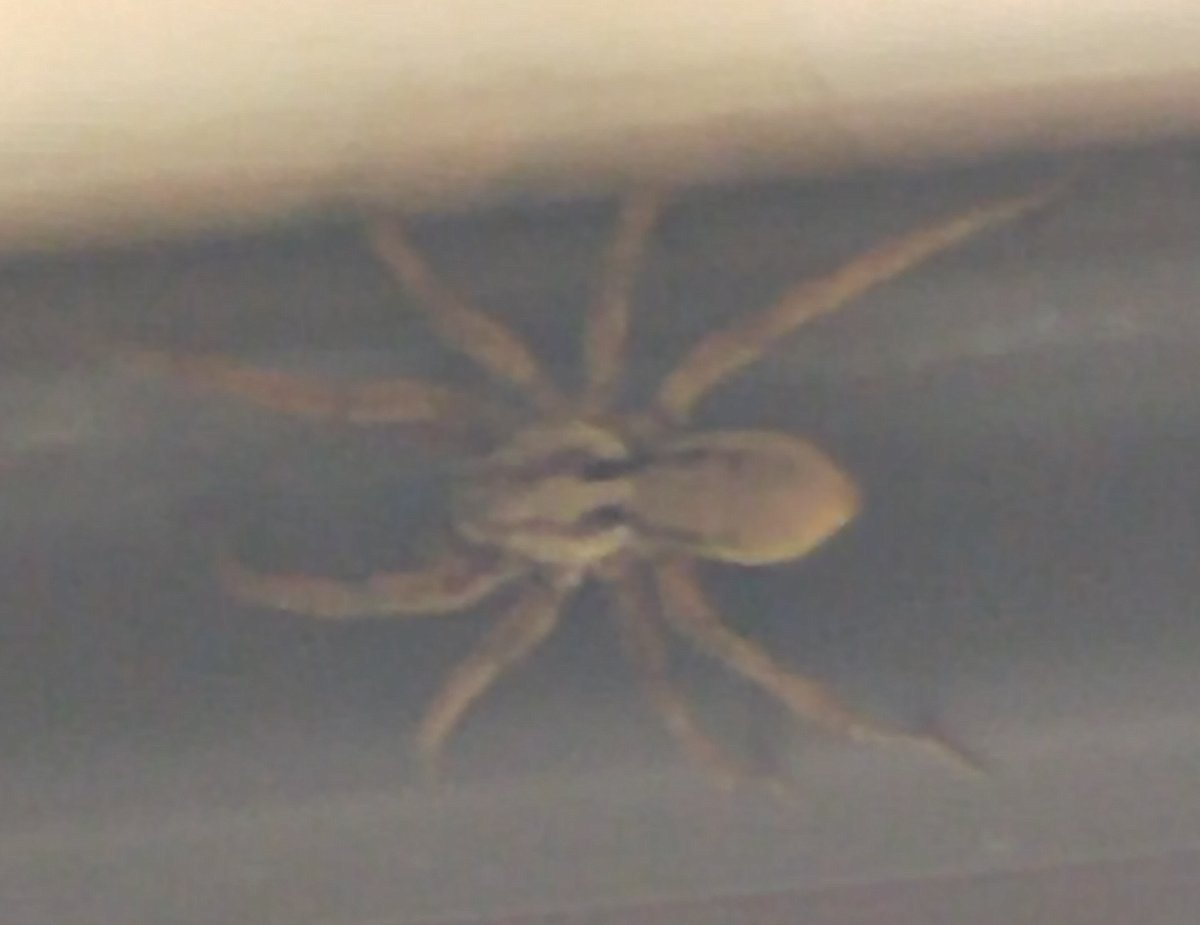 Паук с двумя полосками