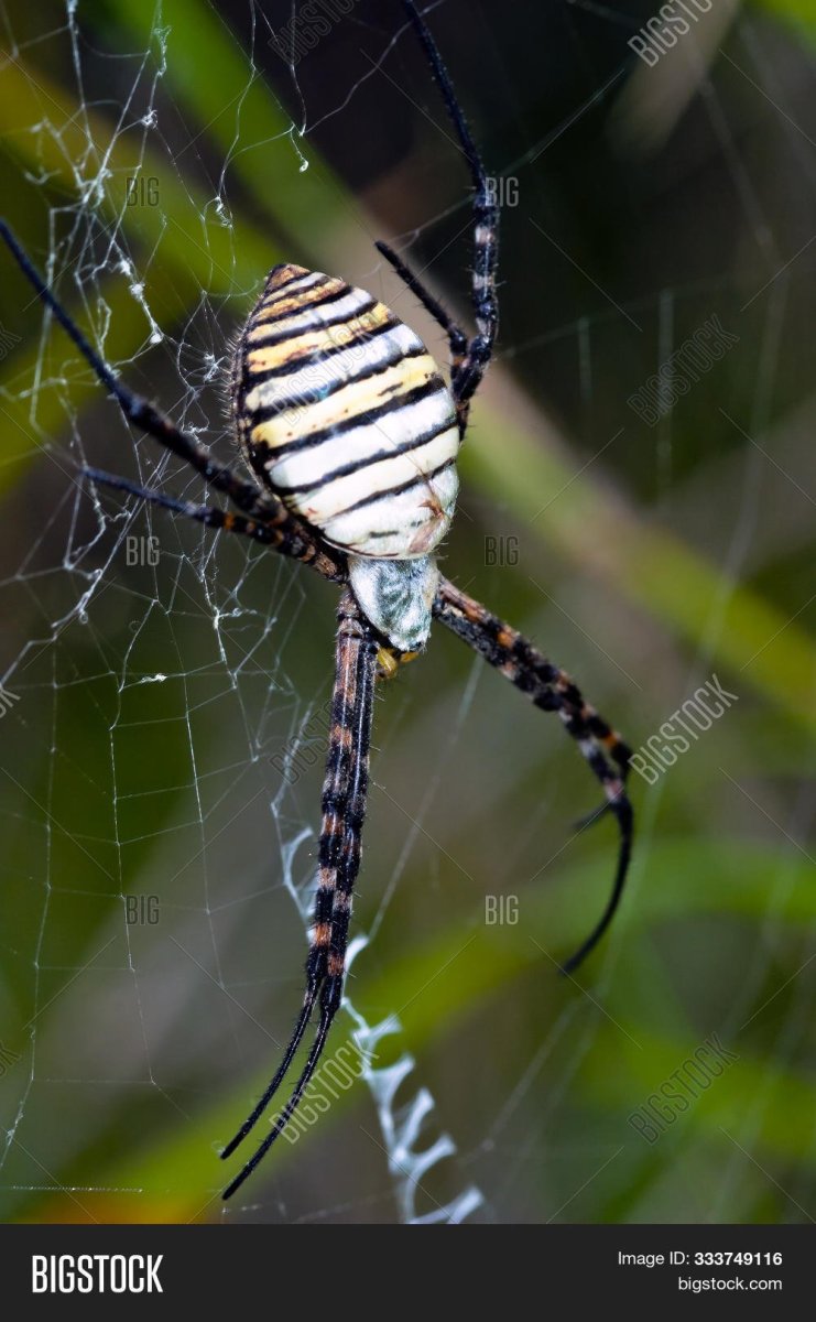 Паук полосатый бело-черный