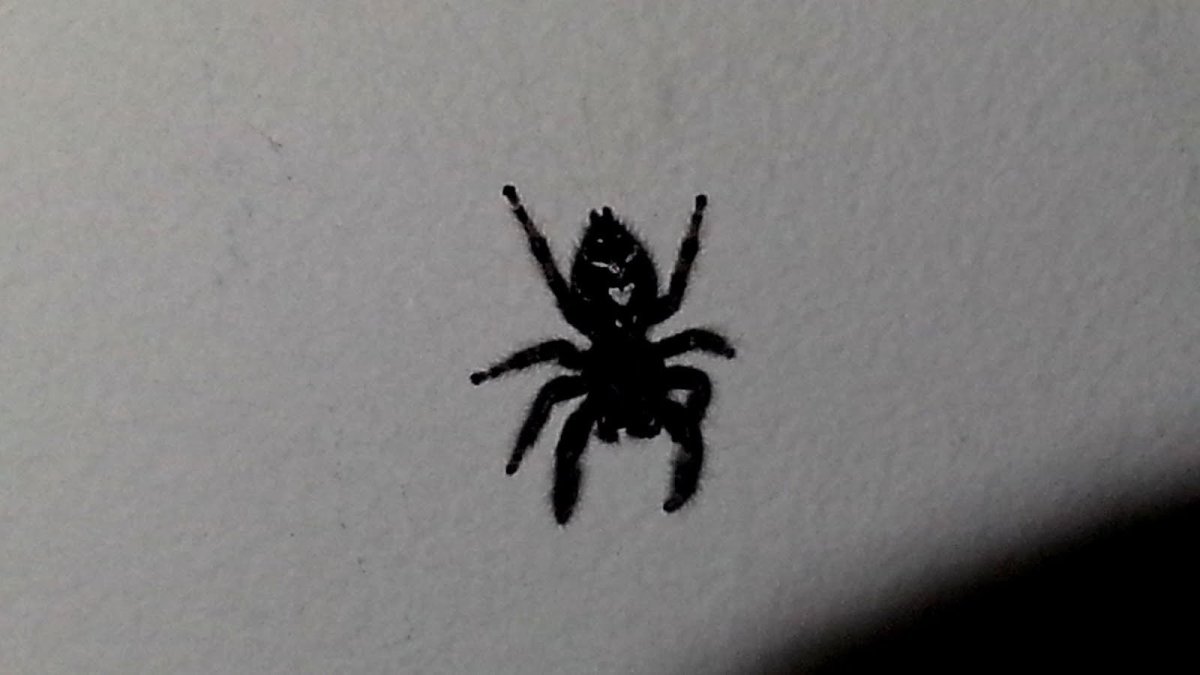 Чёрный паук с белыми пятнами на спине