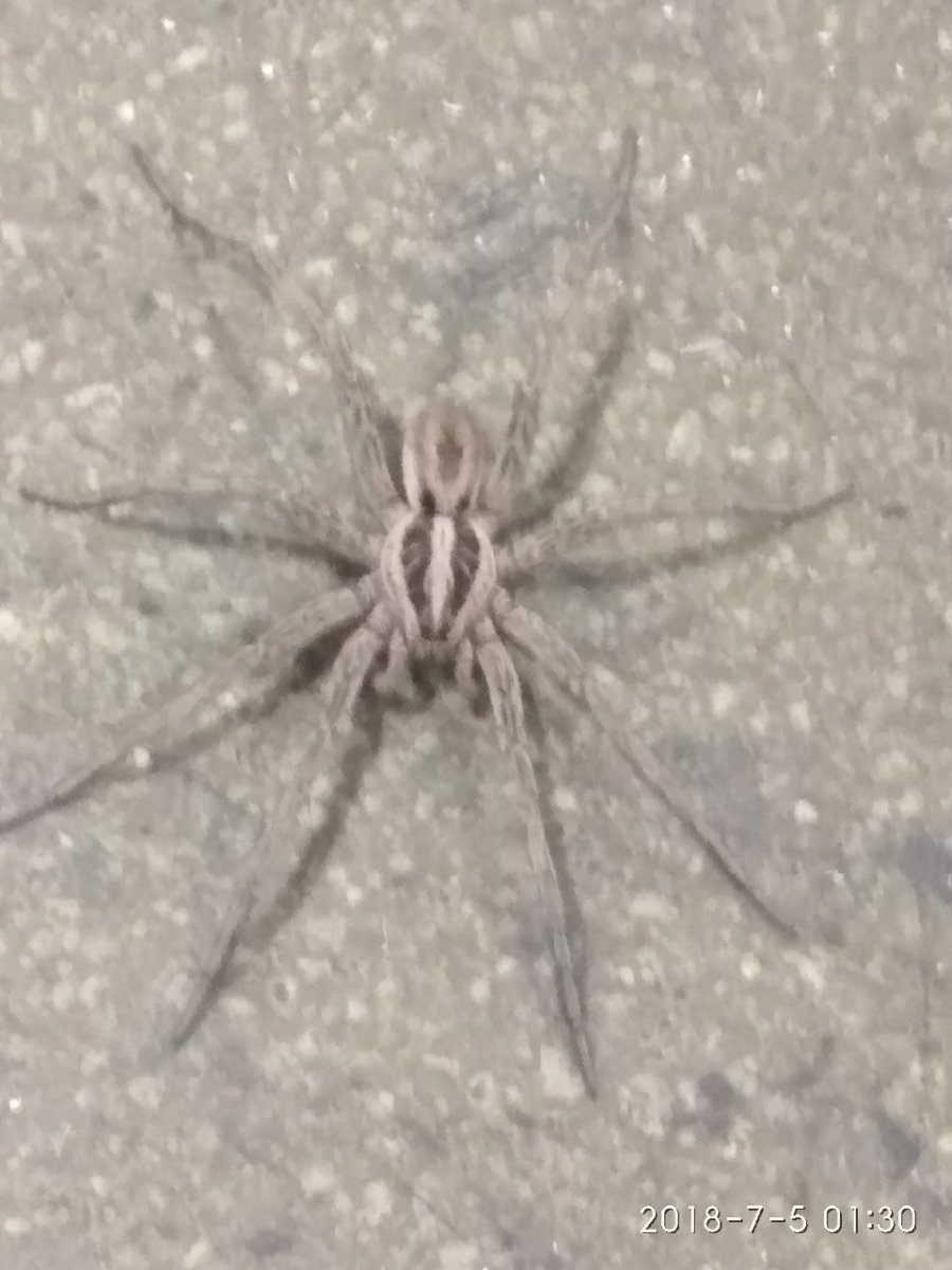 Паук малый Тарантул