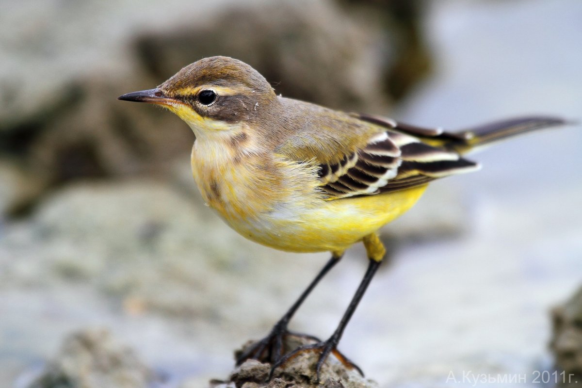 Желтопузая трясогузка