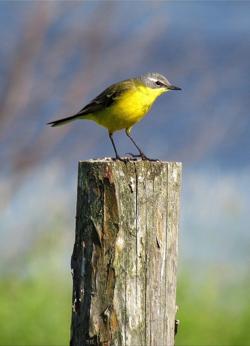 Отряд воробьиных желтогрудка