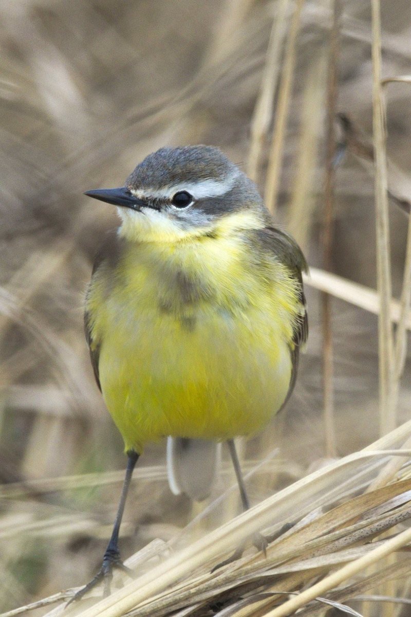 Отряд воробьиных желтогрудка