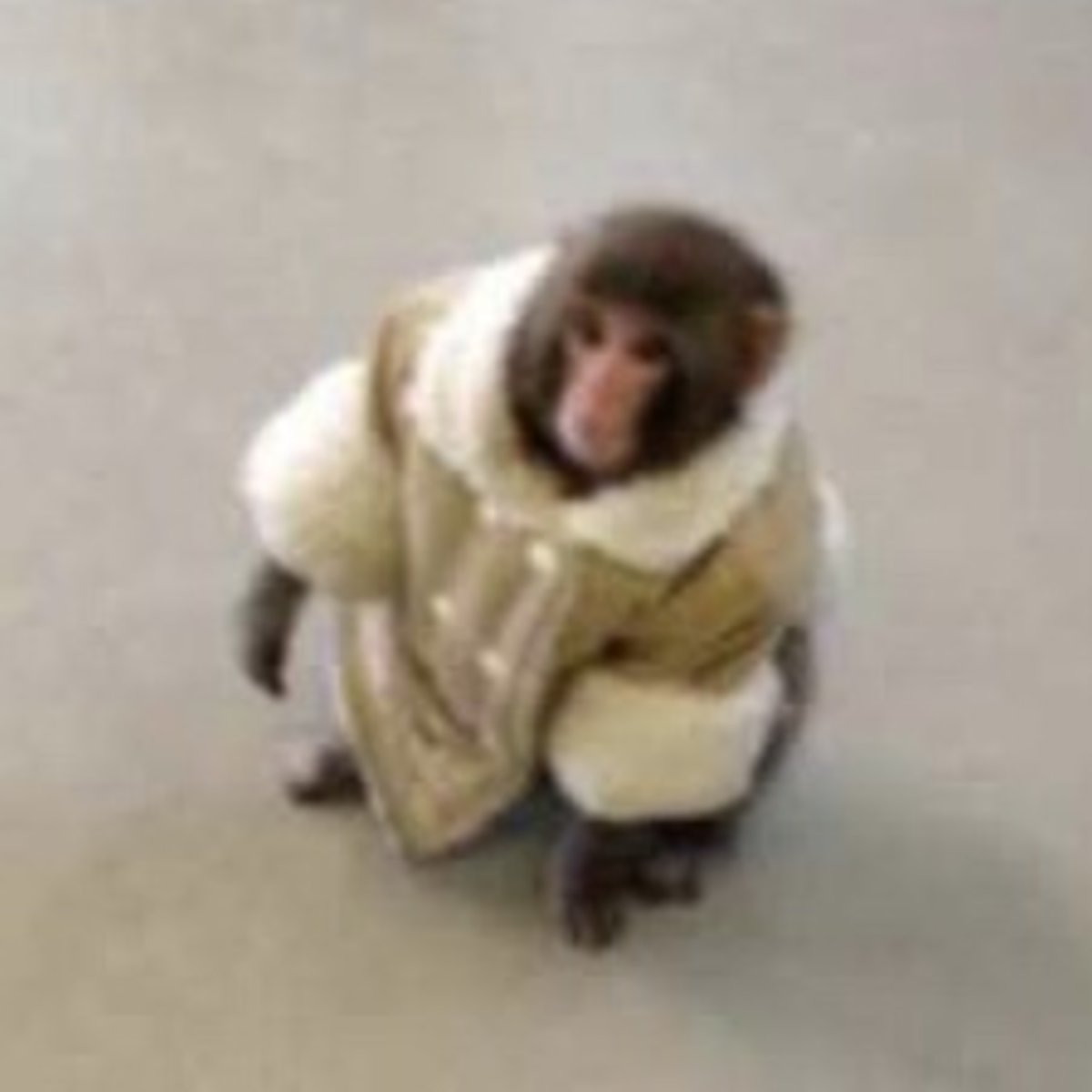 Обезьянка в курточке