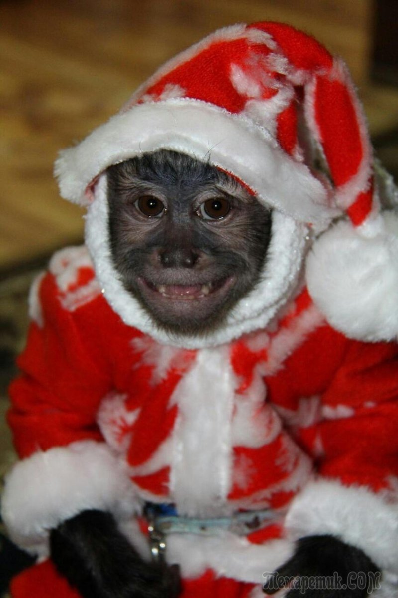 Обезьяна новый год