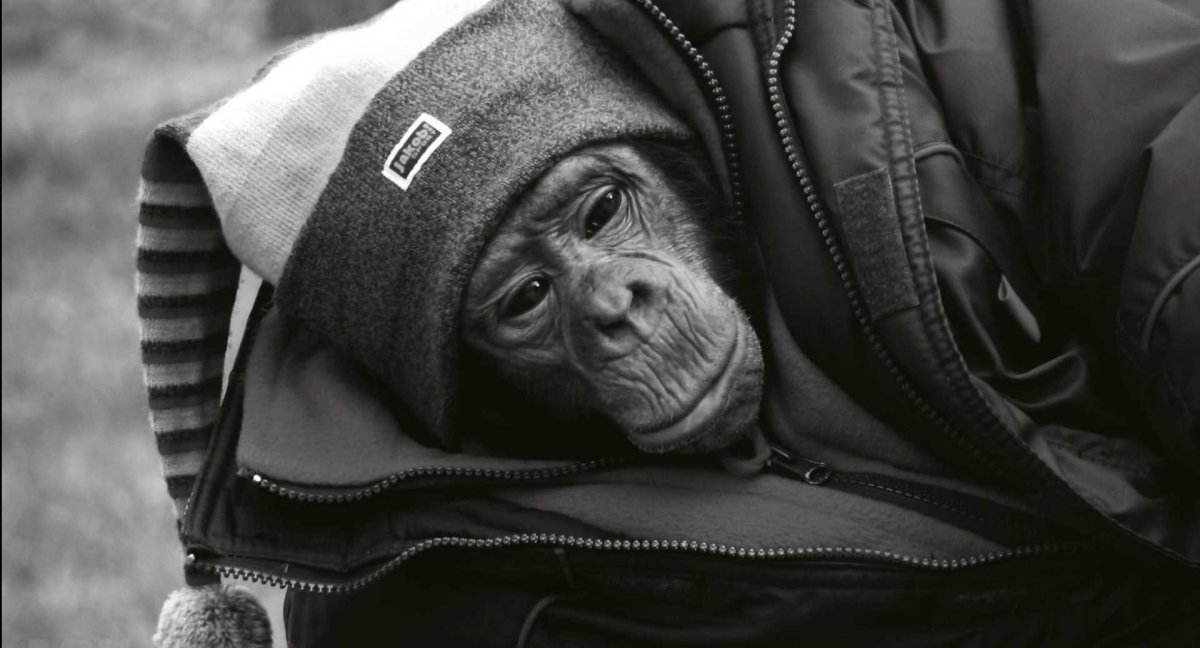 Обезьяна в куртке