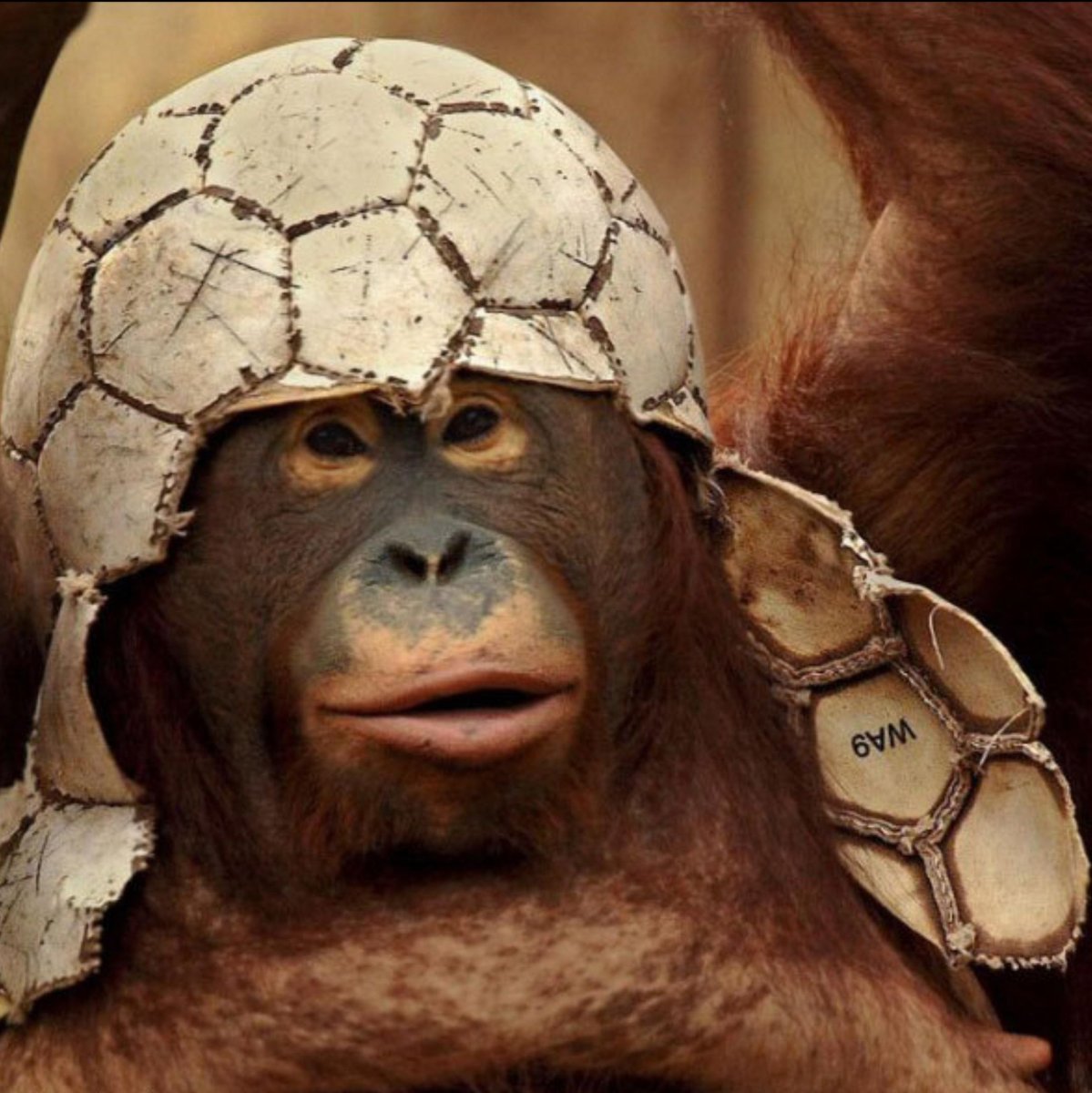 Шимпанзе в каске