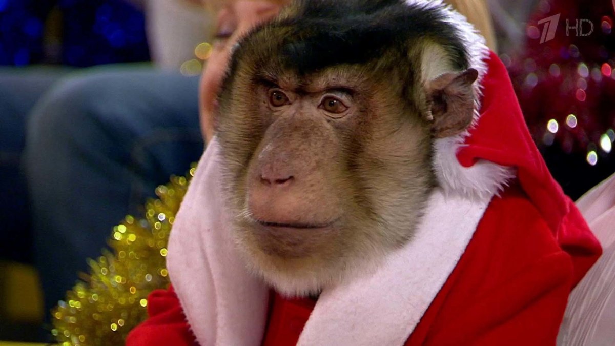 Обезьяна в новогодней шапке