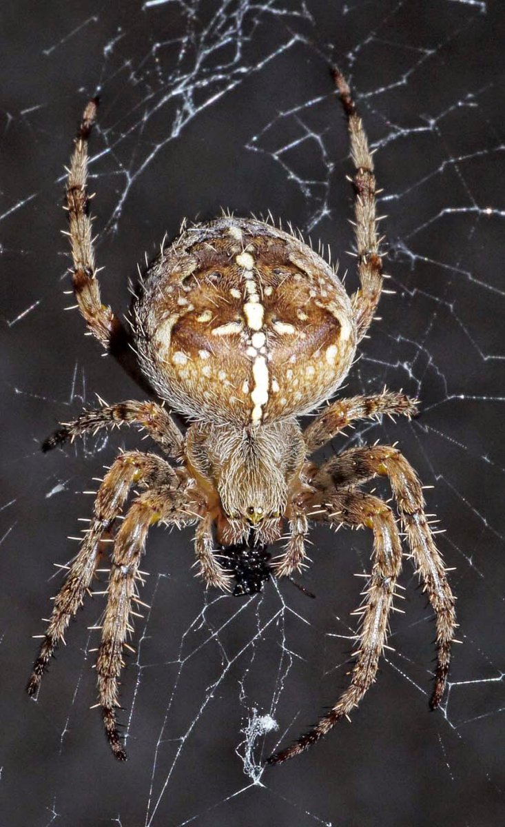 Araneus diadematus паук крестовик