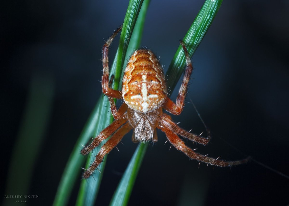 Паук крестовик Приморский край