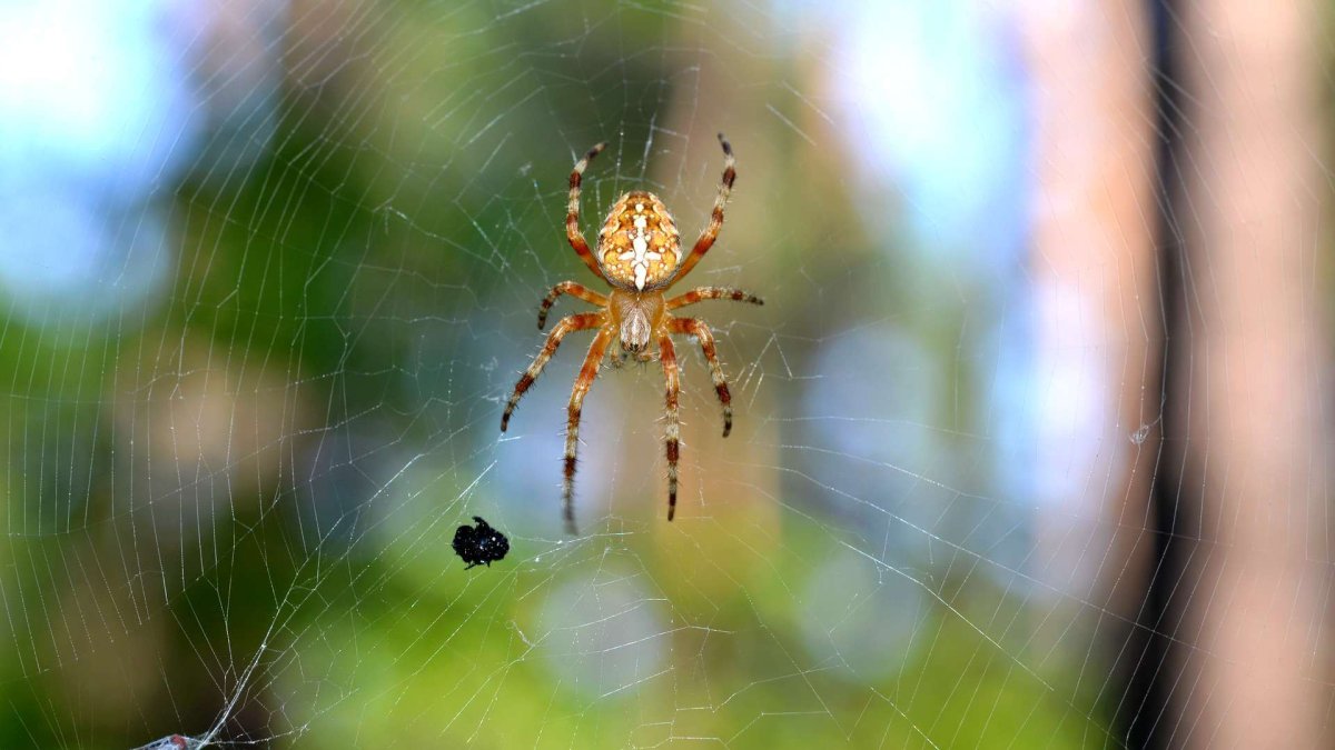 Среда обитания паука крестовика