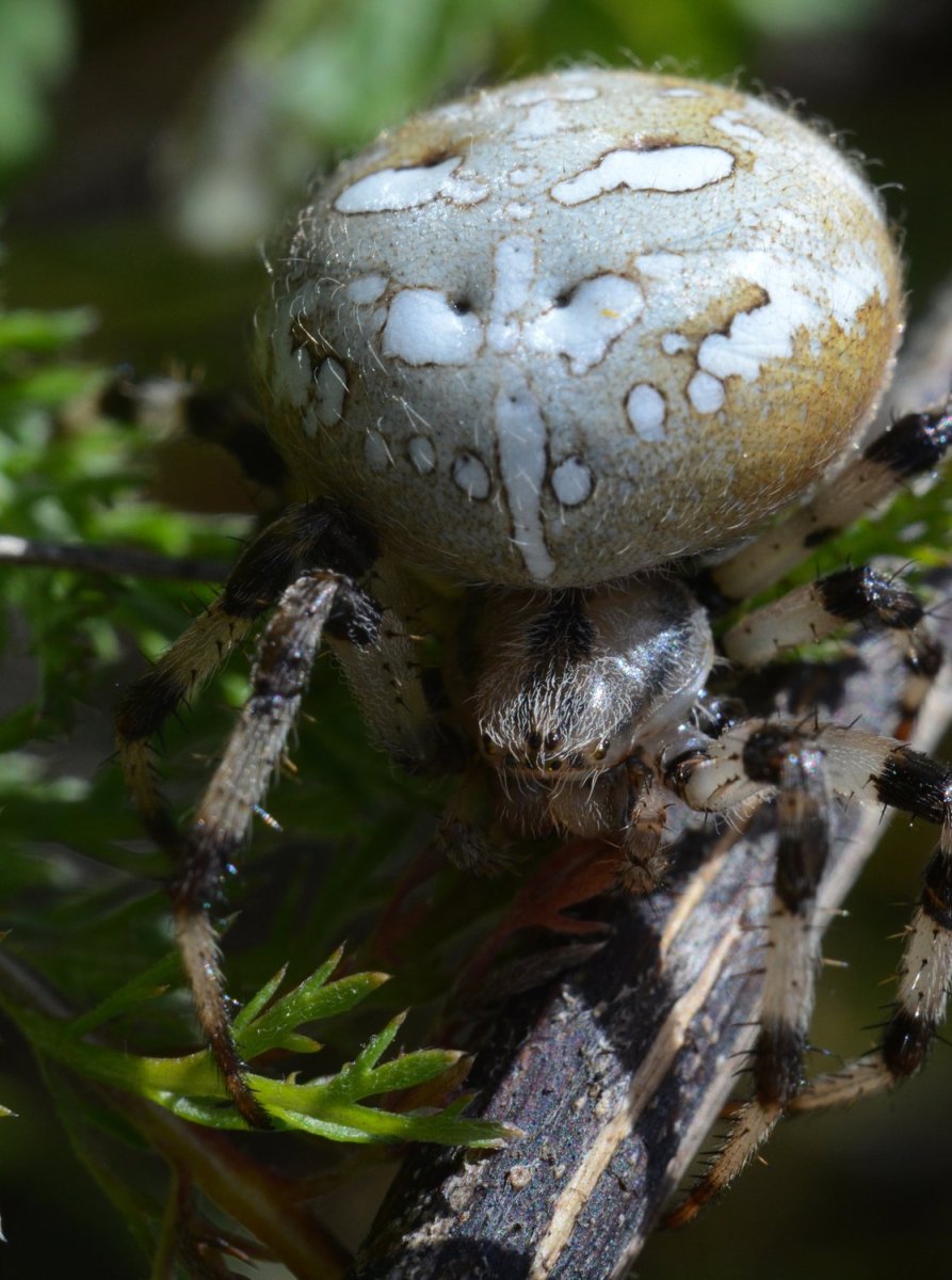 Паук крестовик