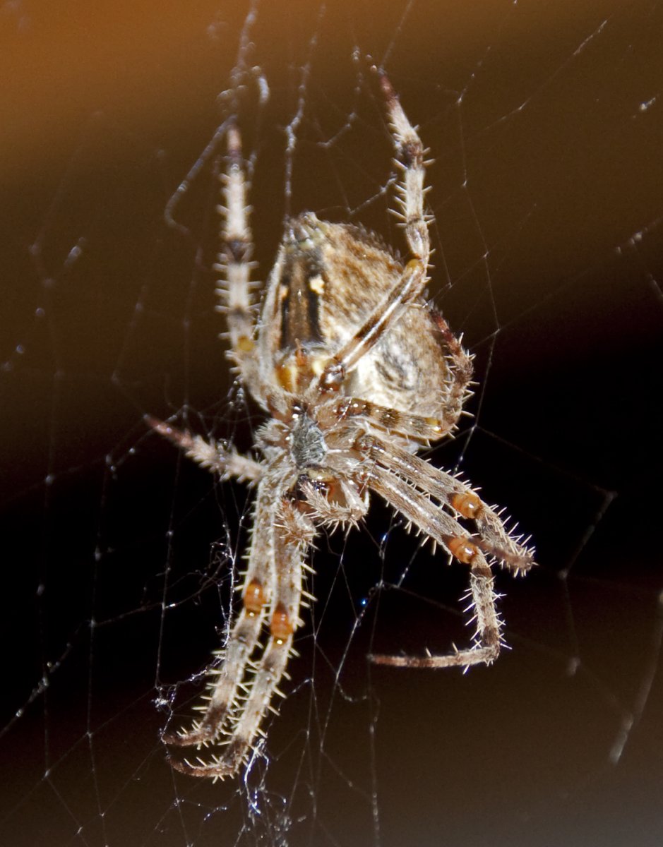 Мраморный крестовик паук