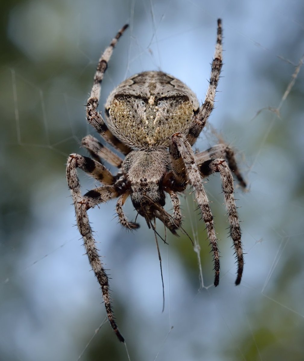 Южнорусский Тарантул