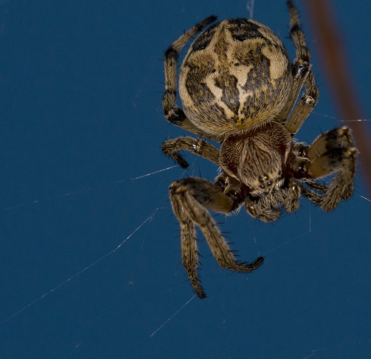 Паук крестовик черный