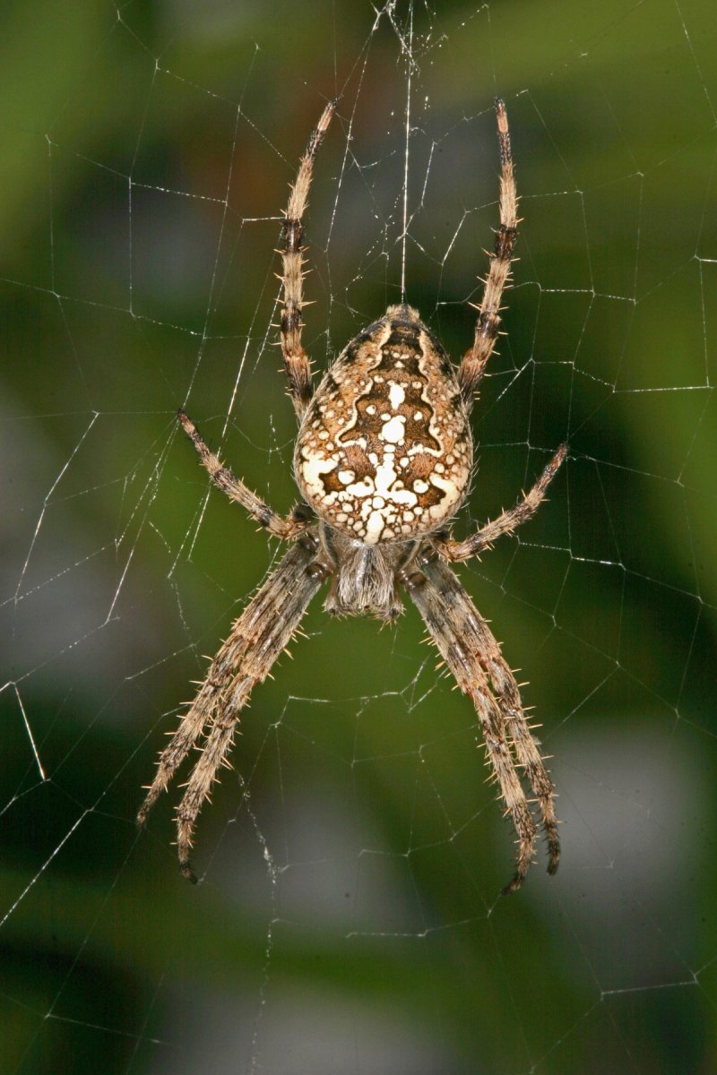 Крестовик обыкновенный паук