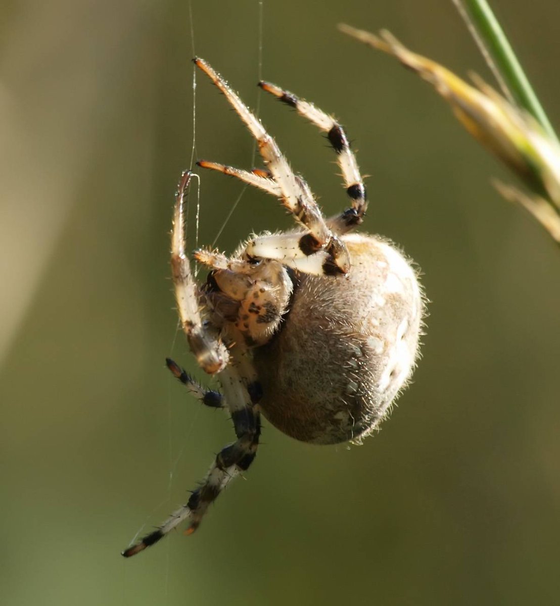 Паук Луговой крестовик