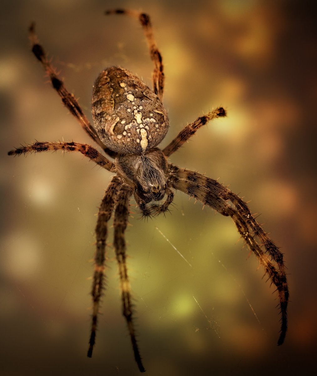 Паук кругопряд крестовик