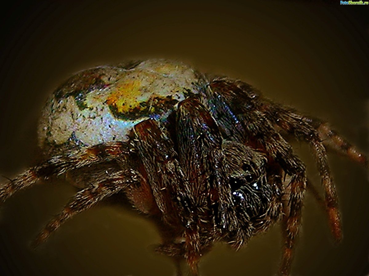 Паук крестовик роговой