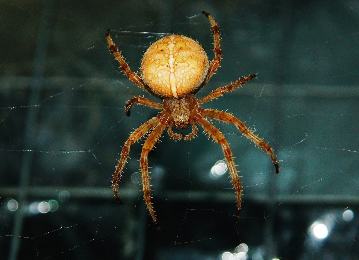 Паук кругопряд крестовик