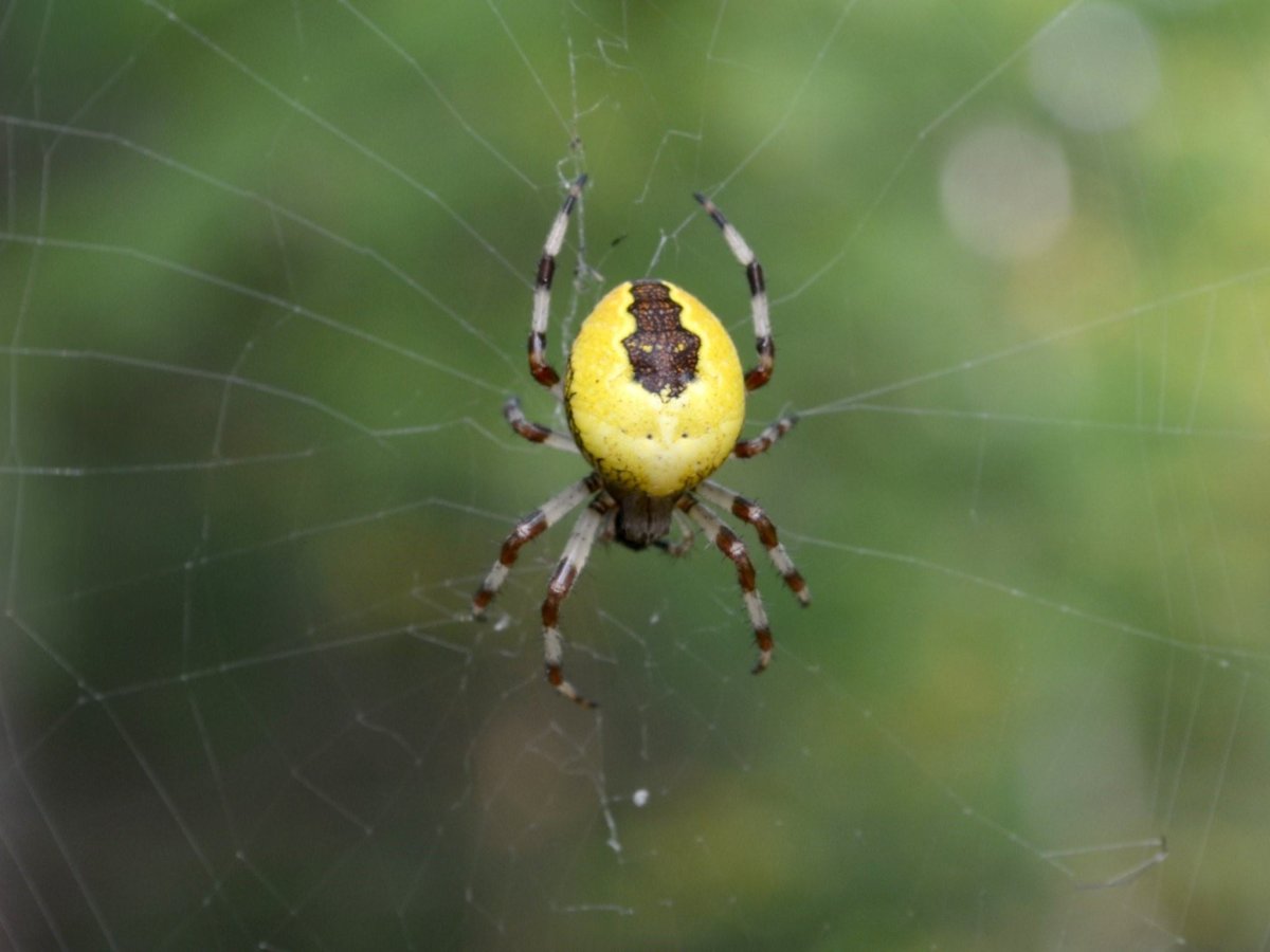 Паук крестовик желтый