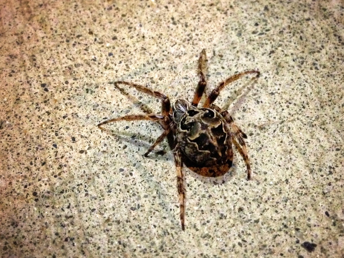 Мраморный крестовик паук