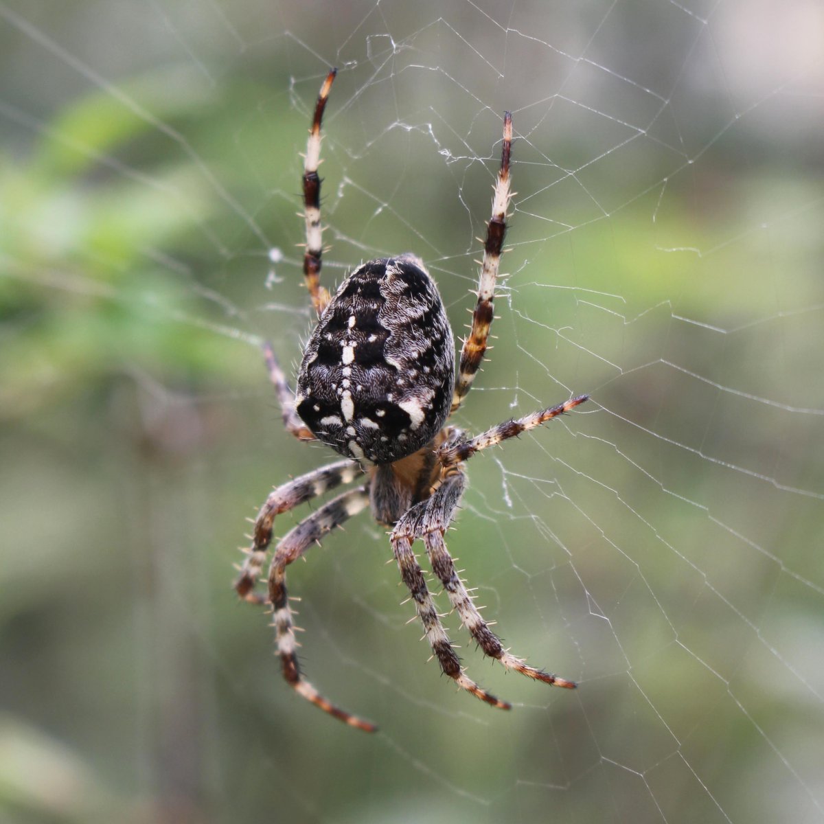 Паук крестовик Каракурт белый