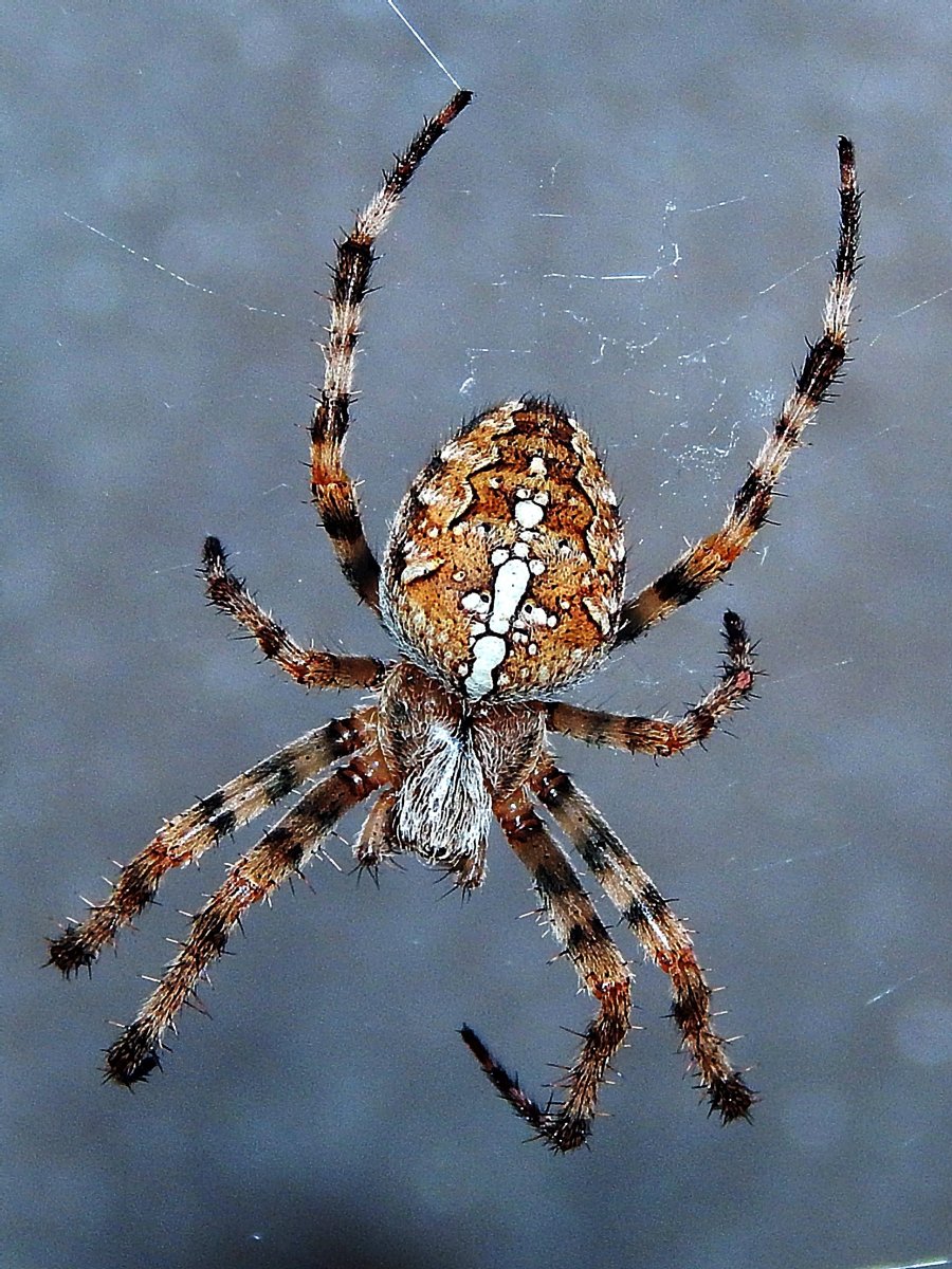 Паук крестовик зябкий