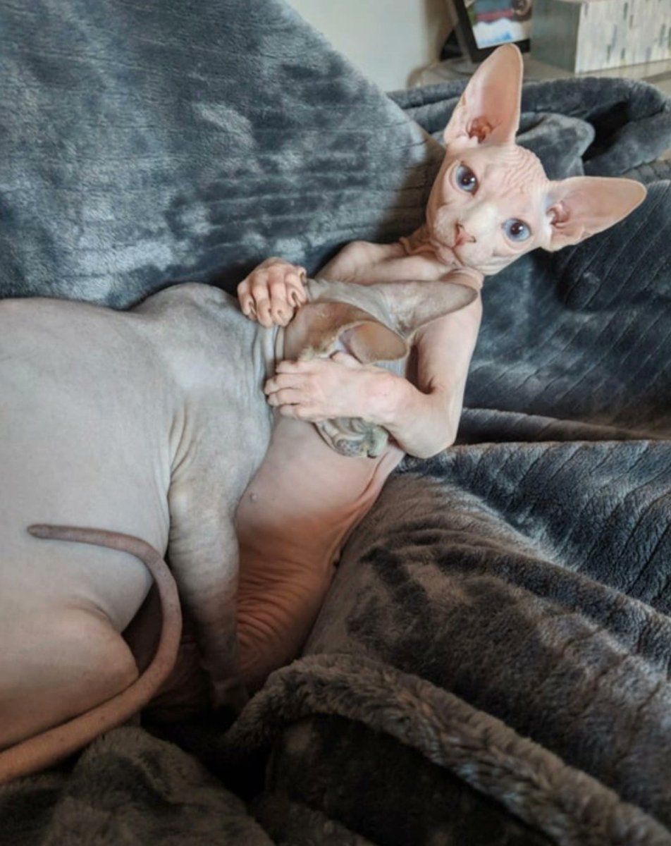 Сфинксы обнимаются