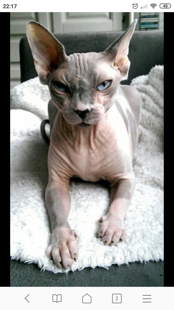 Канадский сфинкс кот и кошка