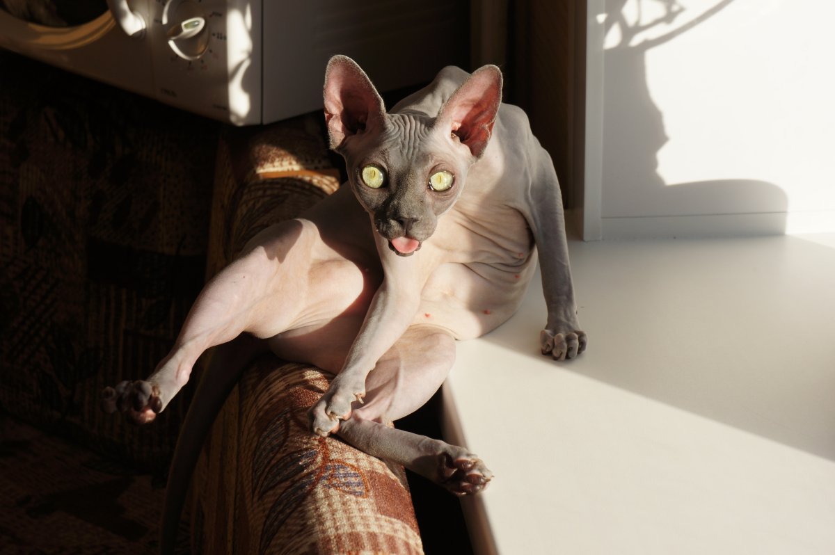 Бася канадский сфинкс