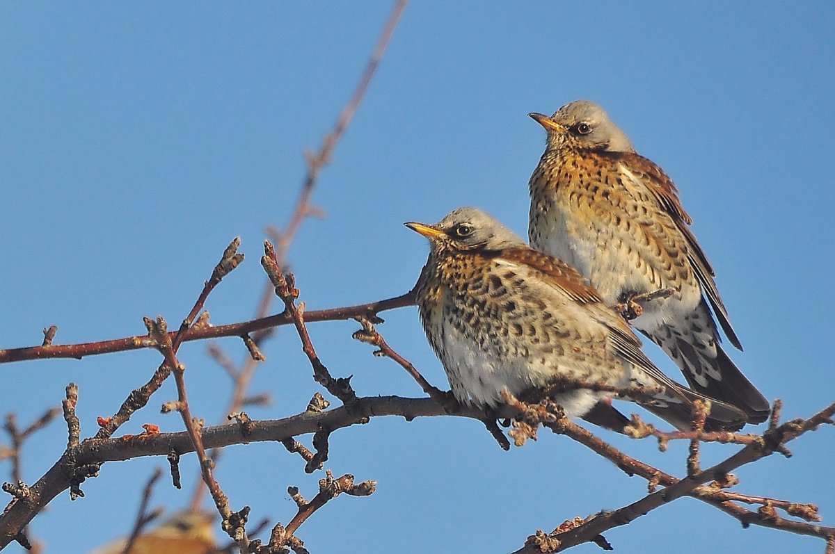 Дрозд деряба рябинник