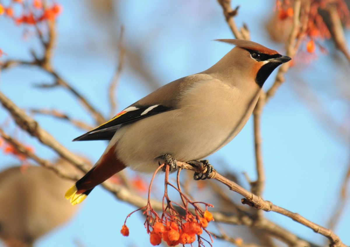 Свиристель птичка певчая