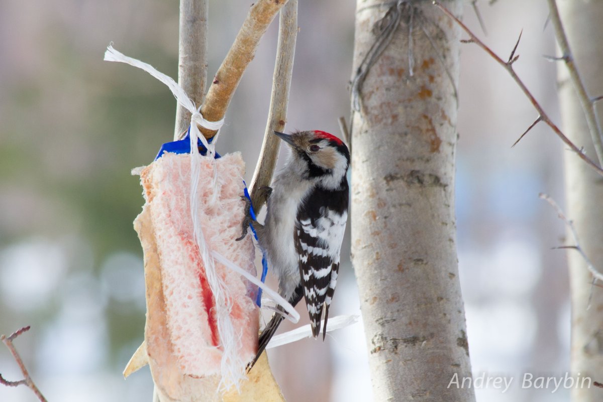 Птицы Омского Прииртышья