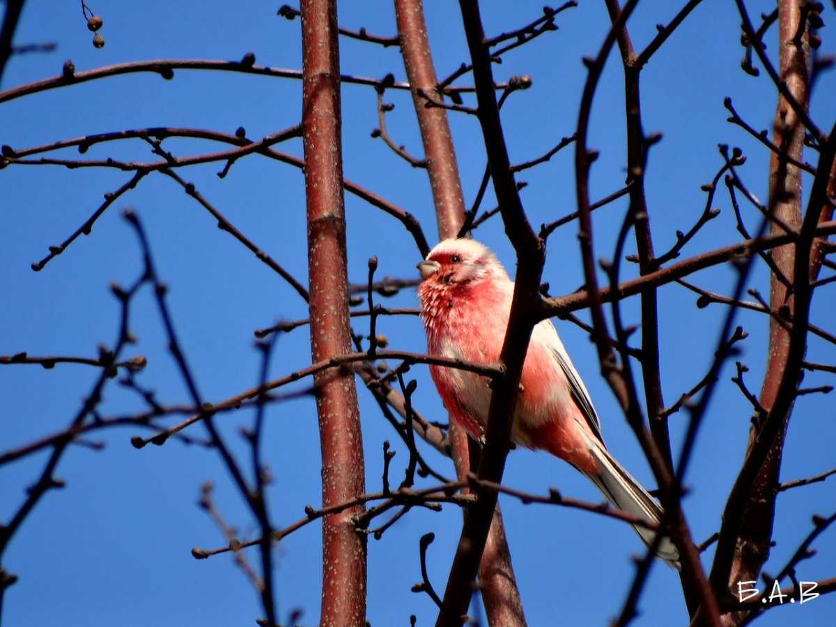 Омская птица