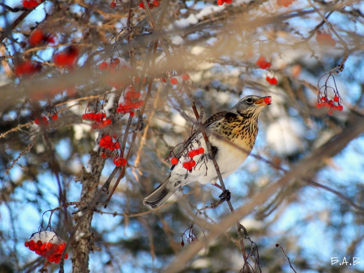Кружок мир птиц Омск