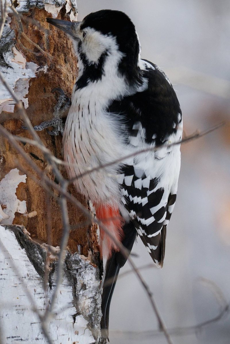 Белоспинный дятел – Dendrocopos leucotos